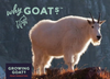 What's With The Mountain GOAT?
